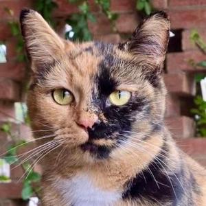 Sabrina, young, available for adoption