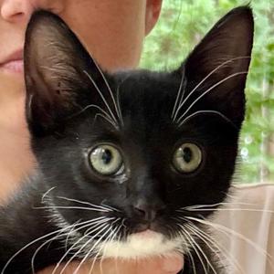 Shadow, kitten, available for adoption