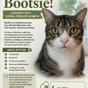 Bootsie, adult, available for adoption