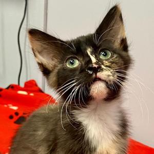 Snickers, kitten, available for adoption
