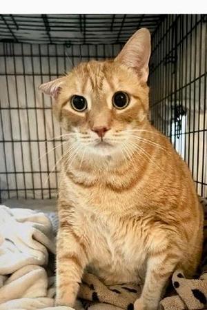 Sydney, adult, available for adoption
