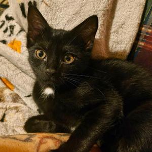 Sabrina, kitten, available for adoption