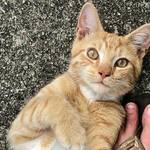 Sundance, kitten, available for adoption