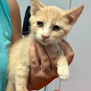 Simba, kitten, available for adoption