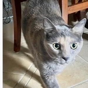 Casey, adult, available for adoption