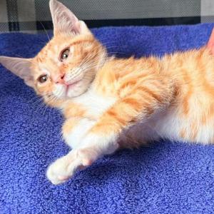 Beau, kitten, available for adoption