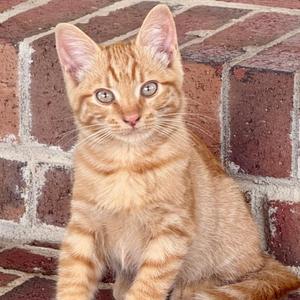 An orange tabby kitten sitting on a brick surface, looking directly at the camera.