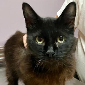 Mamba, adult, available for adoption