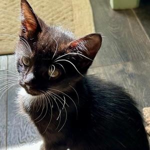 Cornelia, kitten, available for adoption