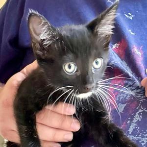 Midnight, kitten, available for adoption
