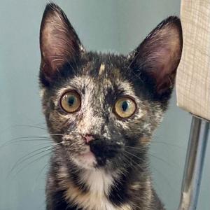 A close-up of a tortoiseshell cat with striking green eyes, looking directly at the camera.
