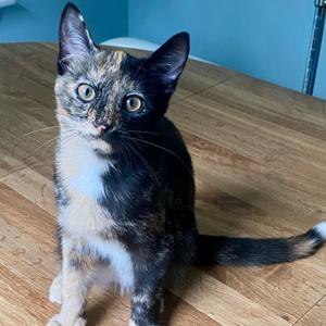 Penny, kitten, available for adoption