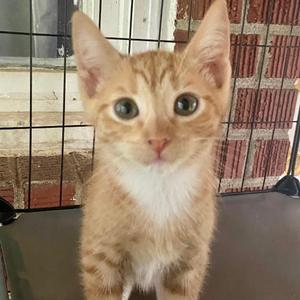 A small orange and white kitten with large green eyes, sitting in front of a wire cage.