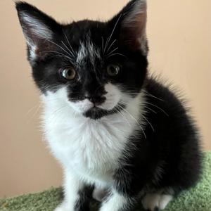 Annie, kitten, available for adoption