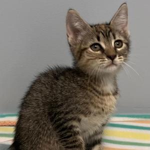 Maggie, kitten, available for adoption