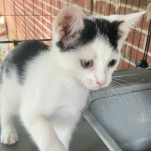 A black and white kitten with large eyes and pointed ears is standing on a gray surface, looking slightly to the side. The background features a brick wall and a metal cage.