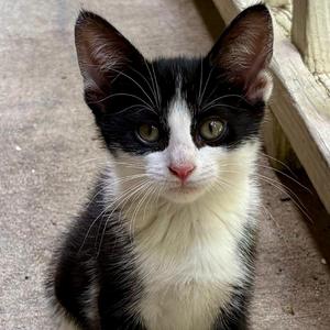 Socks, kitten, available for adoption
