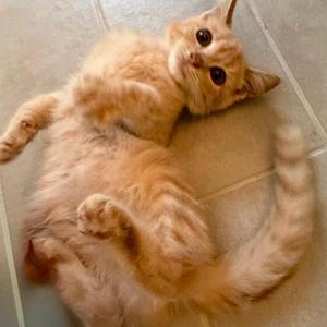 Sunny, kitten, available for adoption
