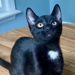 Oliver, kitten, available for adoption