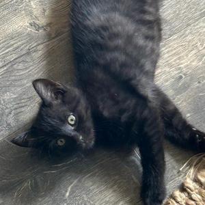Clipper, kitten, available for adoption