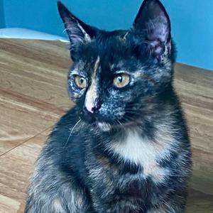 Poppi, kitten, available for adoption