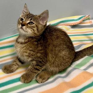 A tabby kitten sitting on a colorful striped blanket.