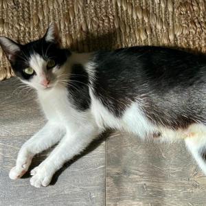 Charmaine, young, available for adoption
