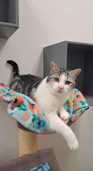 Hemingway, adult, available for adoption