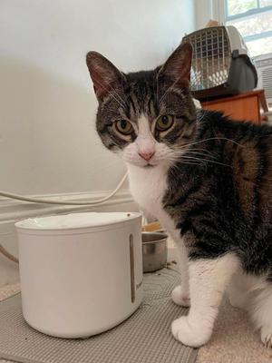 Katie, adult, available for adoption