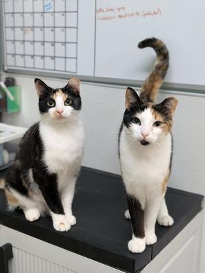 Chloe AND Zoey, young, available for adoption
