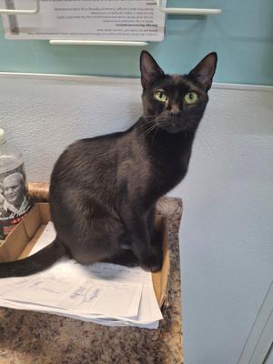 Fiji, young, available for adoption