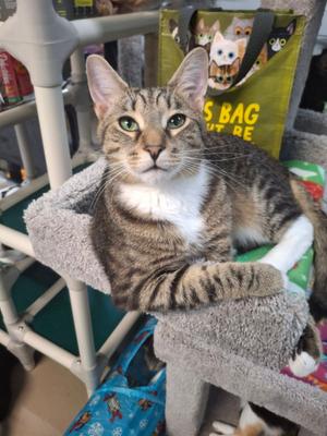 Fig, young, available for adoption