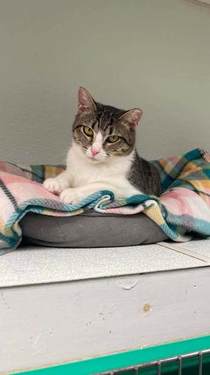 Anna AND Elsa, kitten, available for adoption
