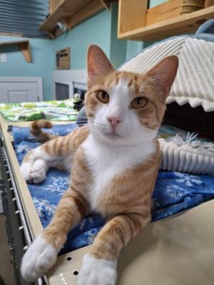 Kabal, young, available for adoption