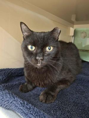Cecil, senior, available for adoption