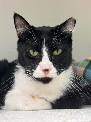 Doppler, adult, available for adoption