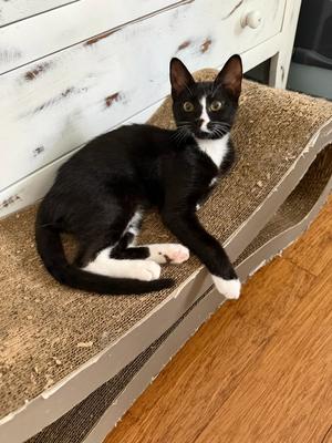 Claus, kitten, available for adoption