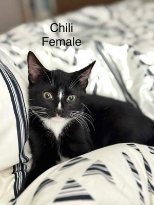 Chili, kitten, available for adoption