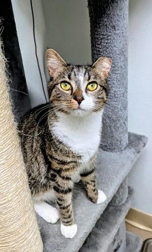Elsa AND Anna, kitten, available for adoption