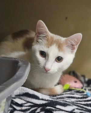 Darby AND O'Malley, kitten, available for adoption