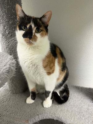 Jenny AND Gigi, adult, available for adoption