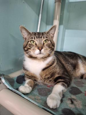 Albert, young, available for adoption
