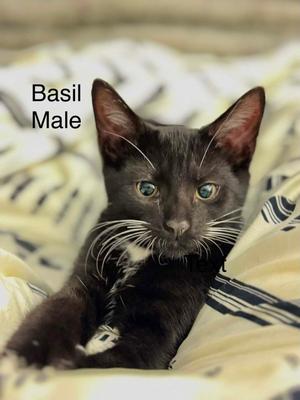 Basil, kitten, available for adoption