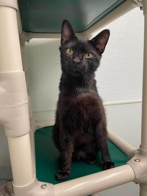 Johnny, young, available for adoption