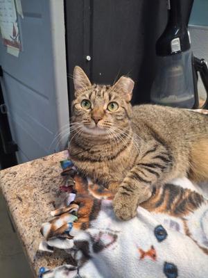 Allie AND Prince, kitten, available for adoption