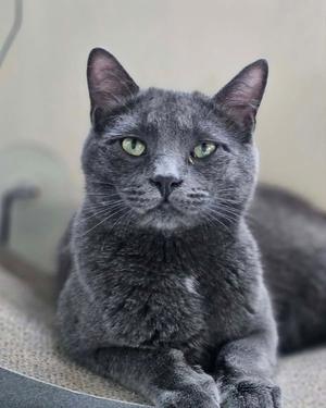 Little Gray AND Little Girl, kitten, available for adoption