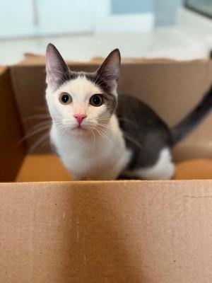 Cy AND Peaches, kitten, available for adoption