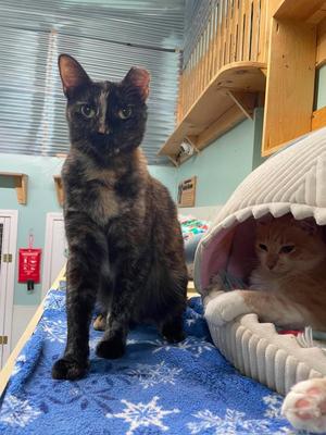 Liz, adult, available for adoption