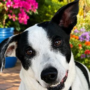 Bella, Mixed Breed (Medium), adult, available for adoption