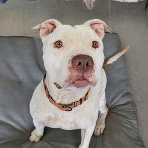 A white pit bull dog with brown eyes and a brown collar sits on a gray cushion.